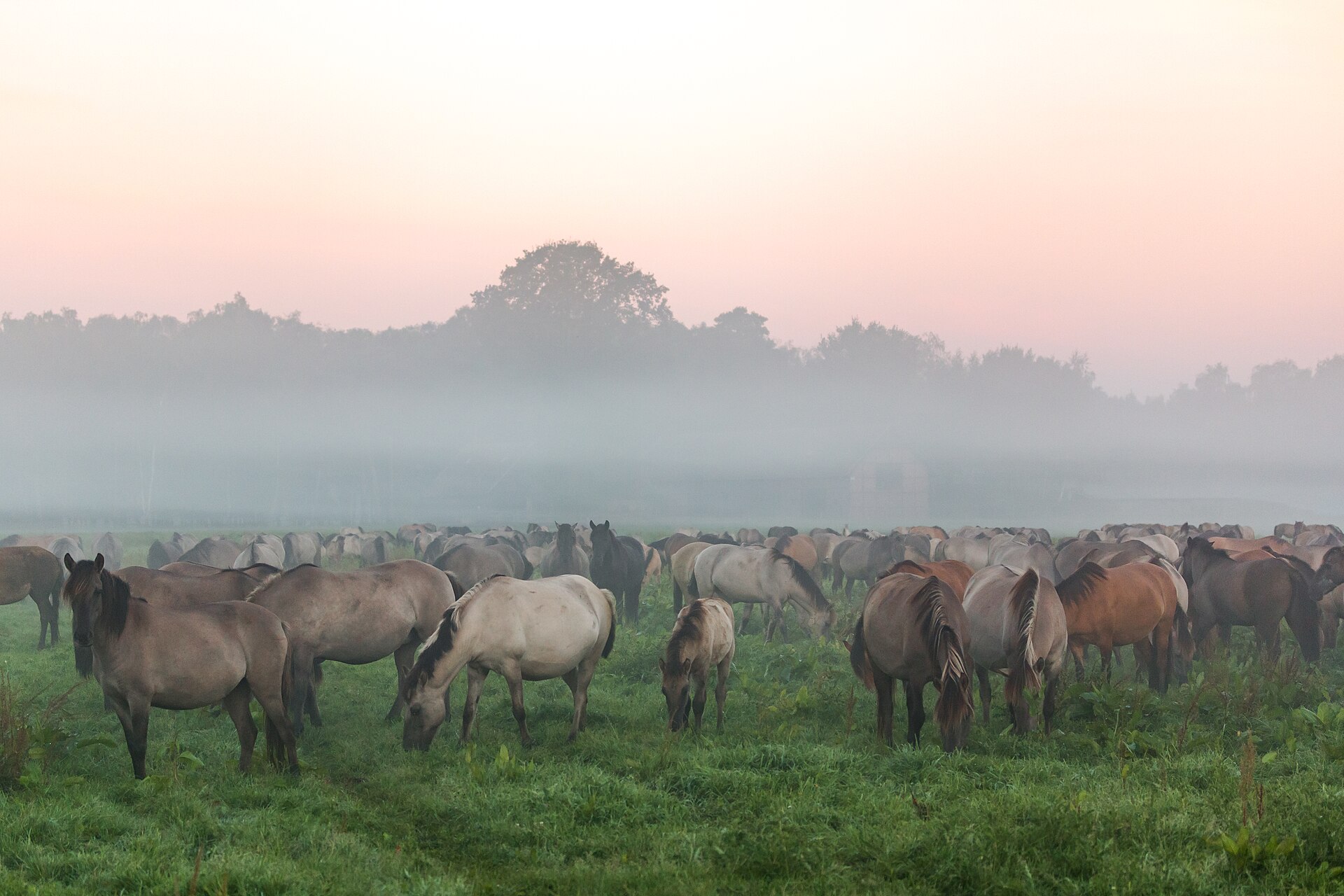 Wildpferde in der Merfelder Bruch